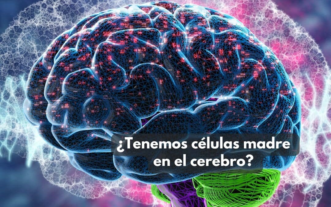 ¿Tenemos células madre en el cerebro?