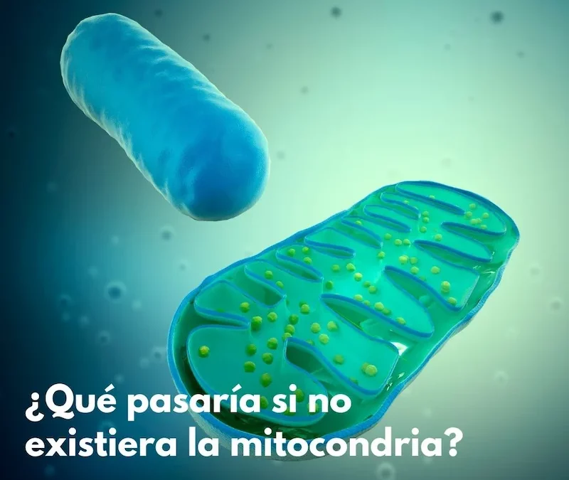 ¿Qué pasaría si no existiera la mitocondria?