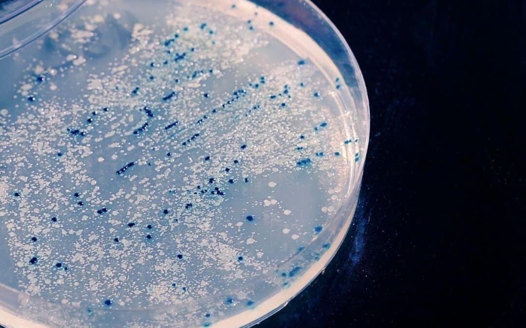 Microorganismos: Pequeños pero matones